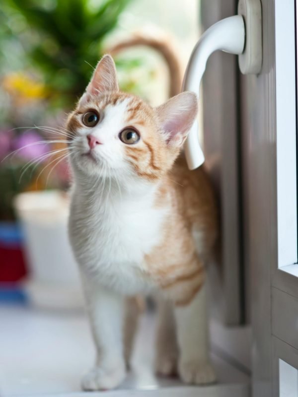 pexels-wojciech-kumpicki-1084687-2071873